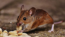 24 Hour & Emergency Exterminators in N Smithfield, RI